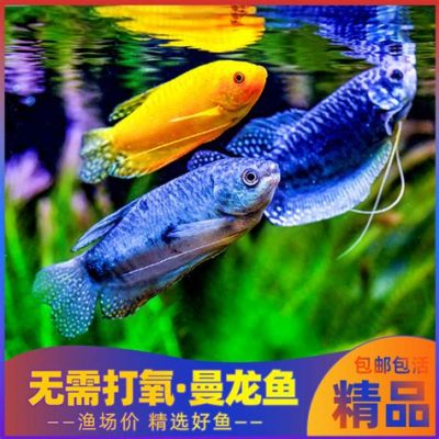 曼龍魚屬於什麼魚?這魚究竟從何而來?